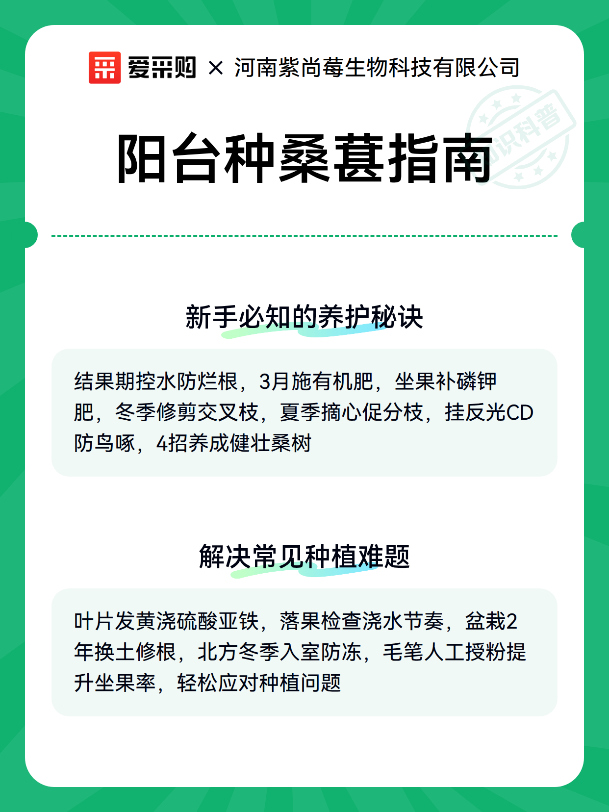 阳台种桑葚指南（图2）