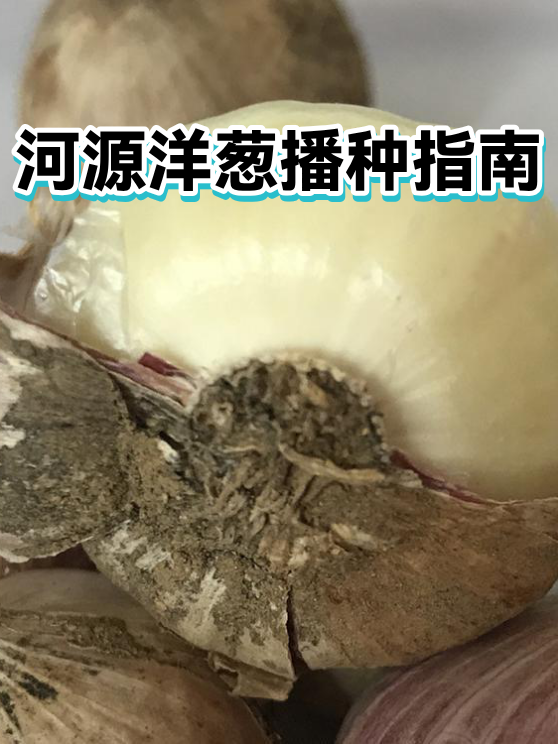 河源洋葱播种指南（图1）