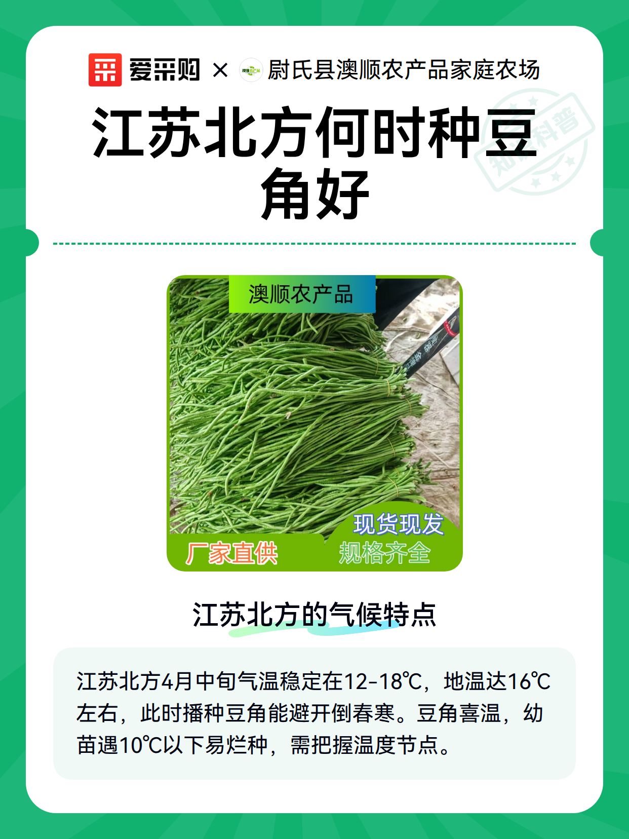 江苏北方何时种豆角好（图2）