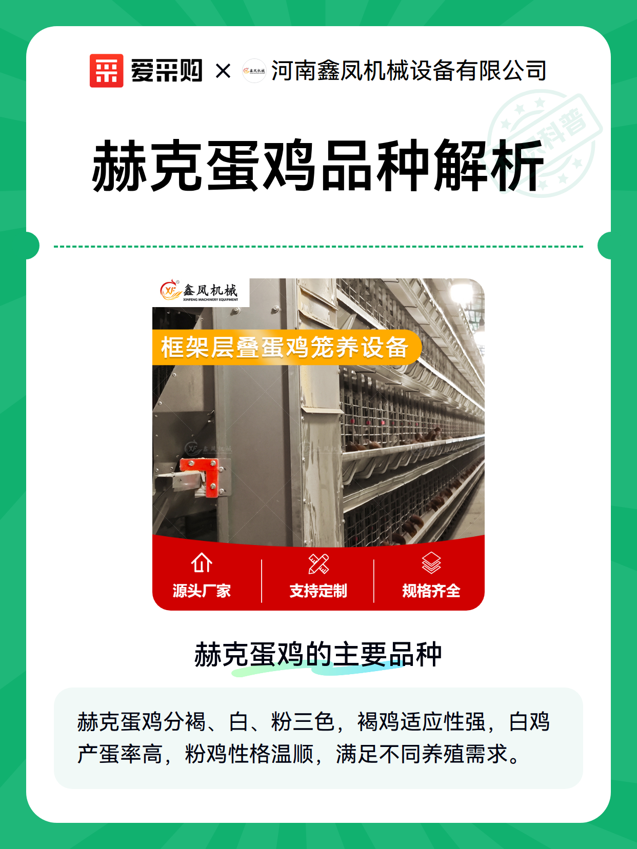 赫克蛋鸡品种解析（图1）