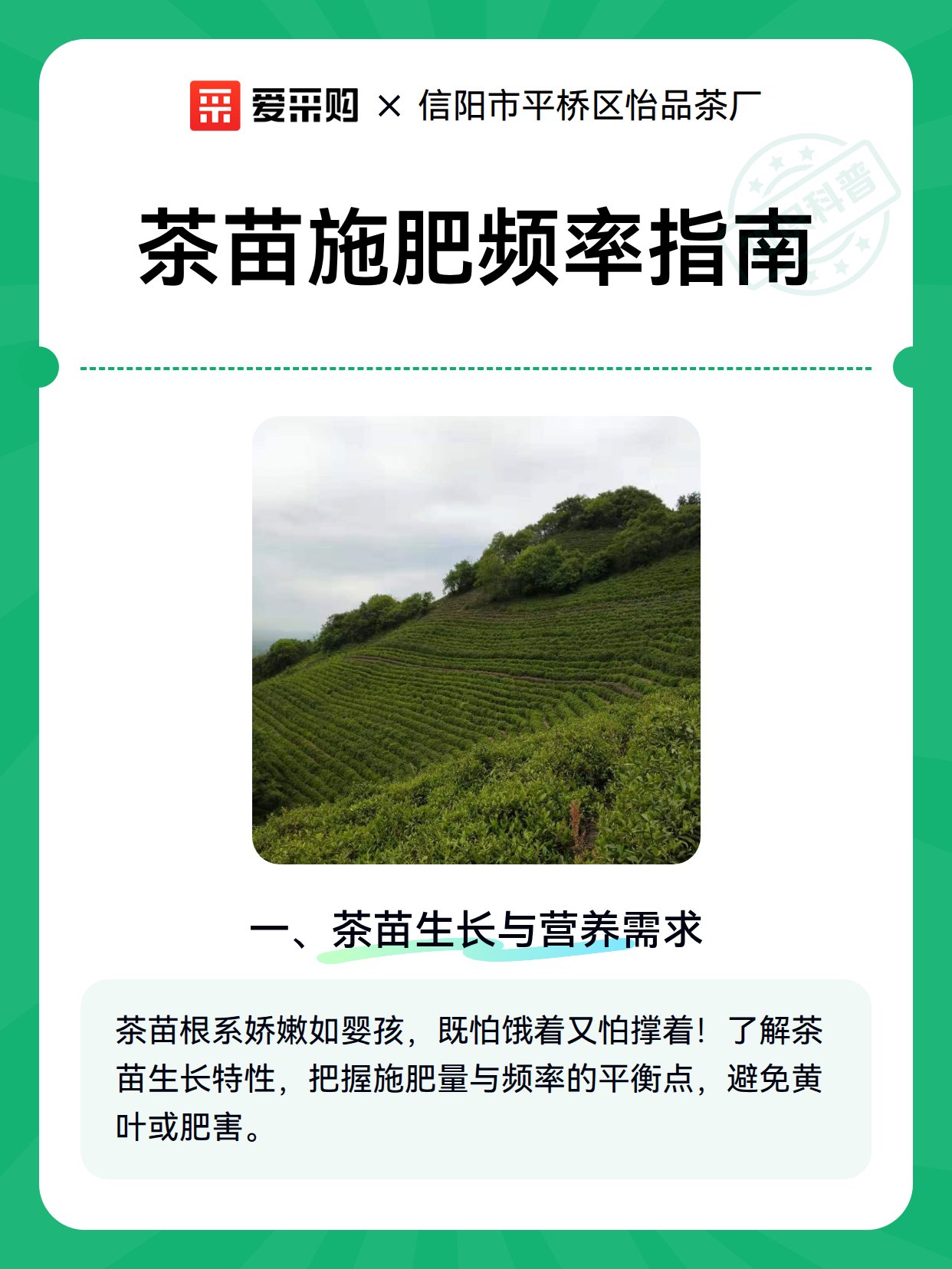 茶苗施肥频率指南（图2）
