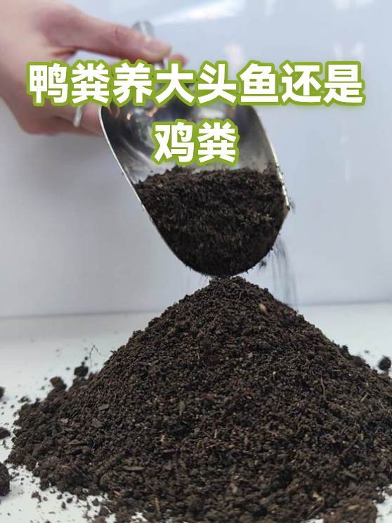 鸭粪养大头鱼还是鸡粪（图1）