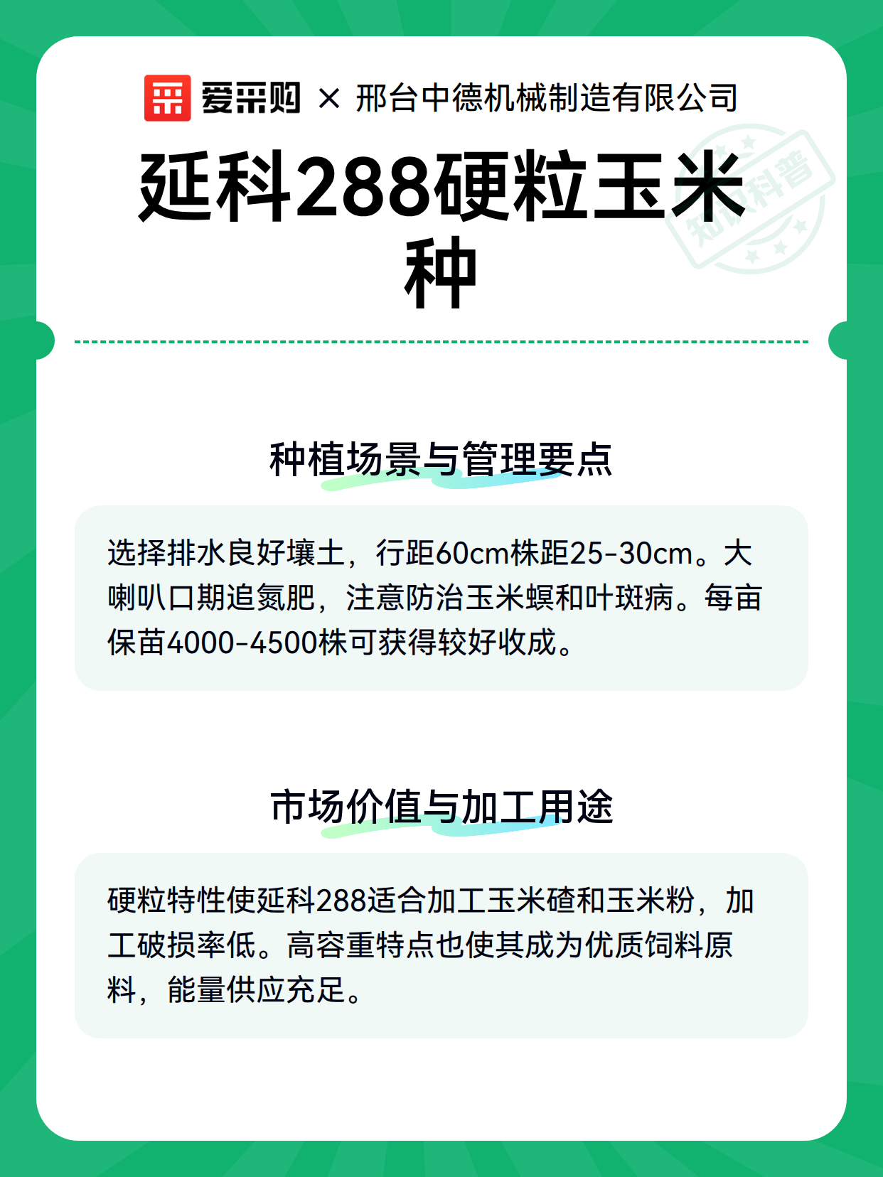 延科288硬粒玉米种（图3）