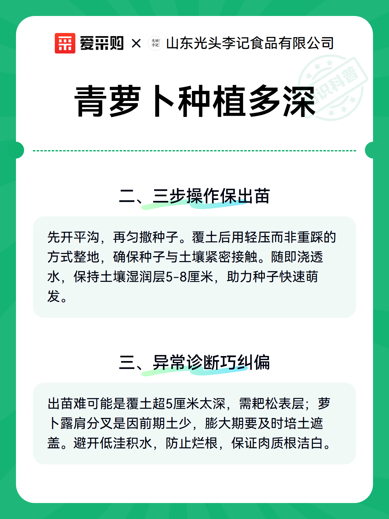 青萝卜种植多深（图2）