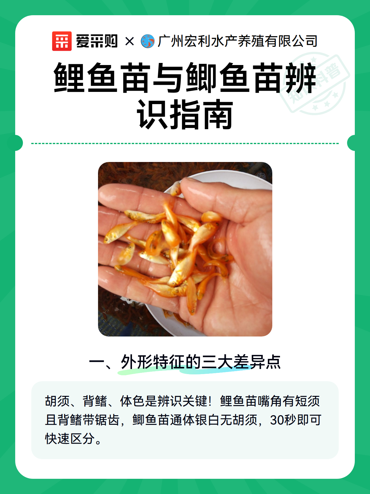 鲤鱼苗与鲫鱼苗辨识指南（图2）
