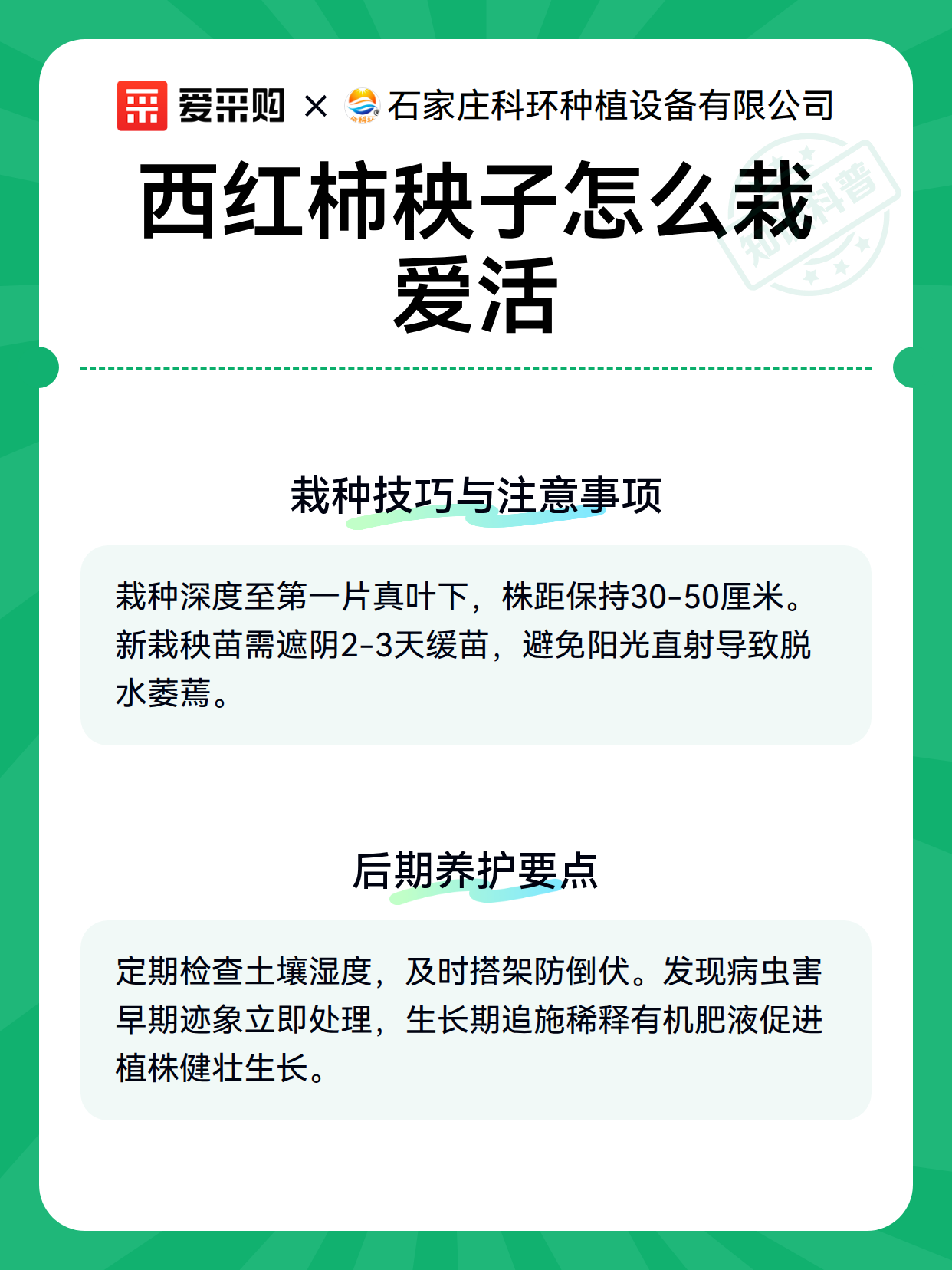 西红柿秧子怎么栽爱活（图3）