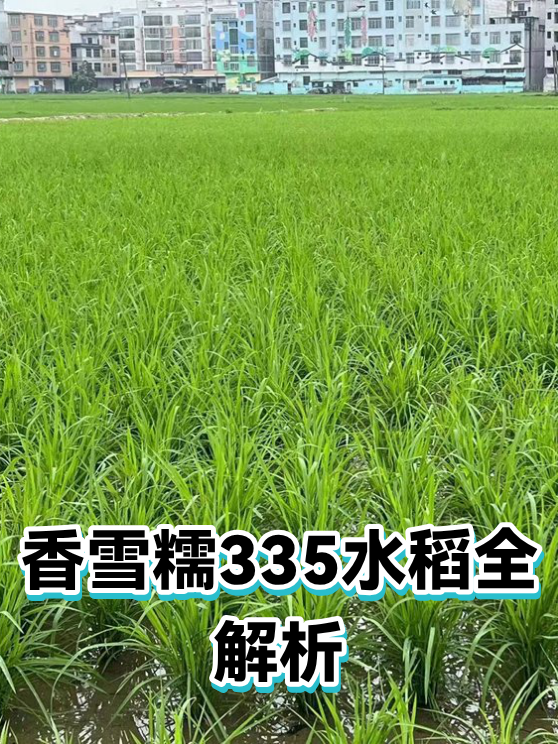 香雪糯335水稻全解析（图1）