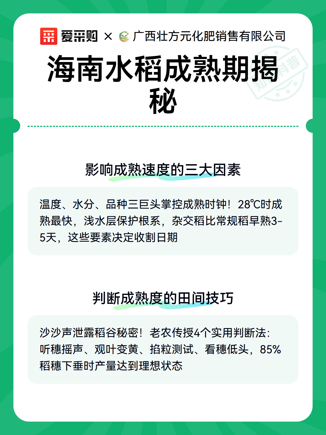 海南水稻成熟期揭秘（图3）