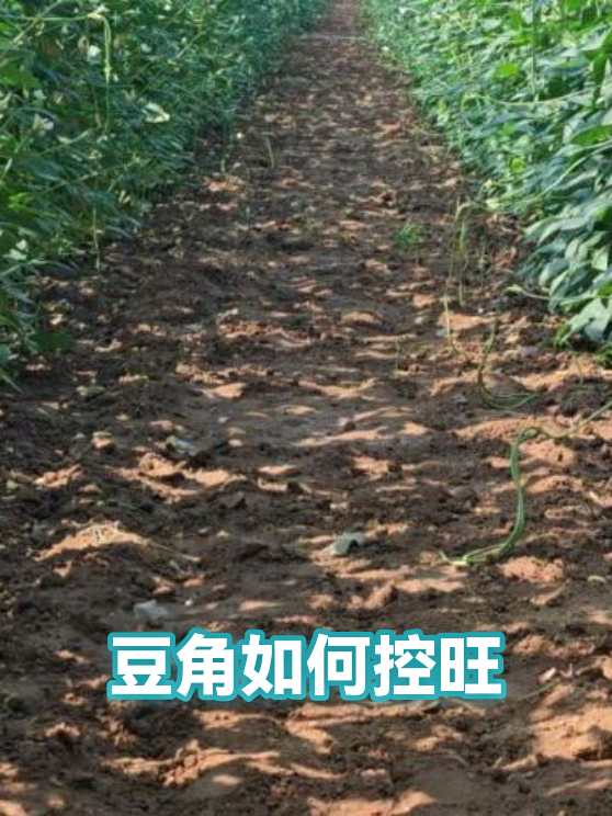 豆角如何控旺（图1）