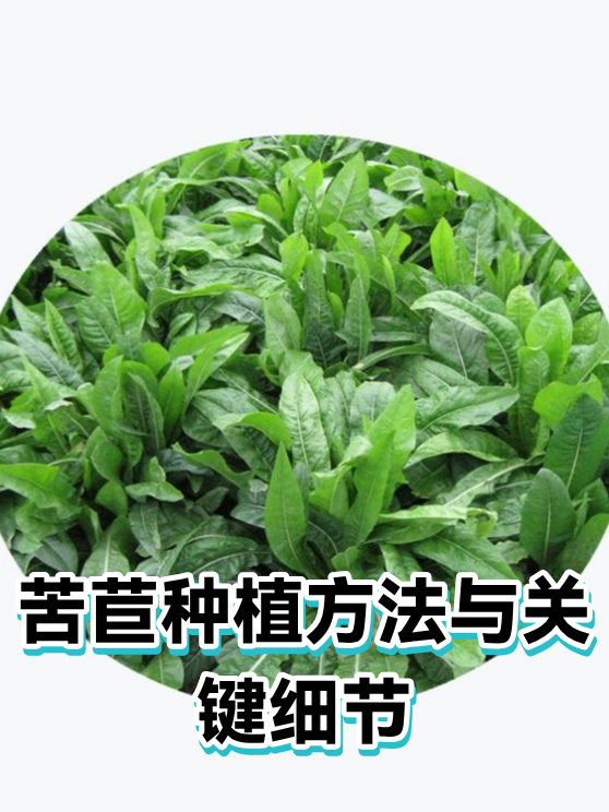 苦苣种植方法与关键细节（图1）