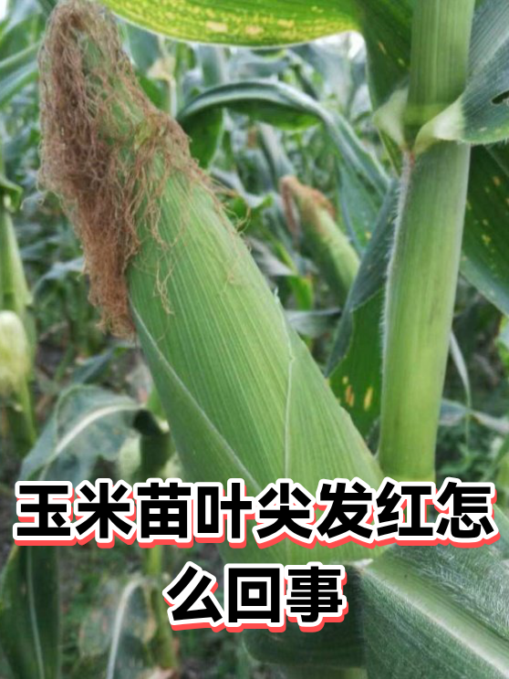 玉米苗叶尖发红怎么回事（图1）