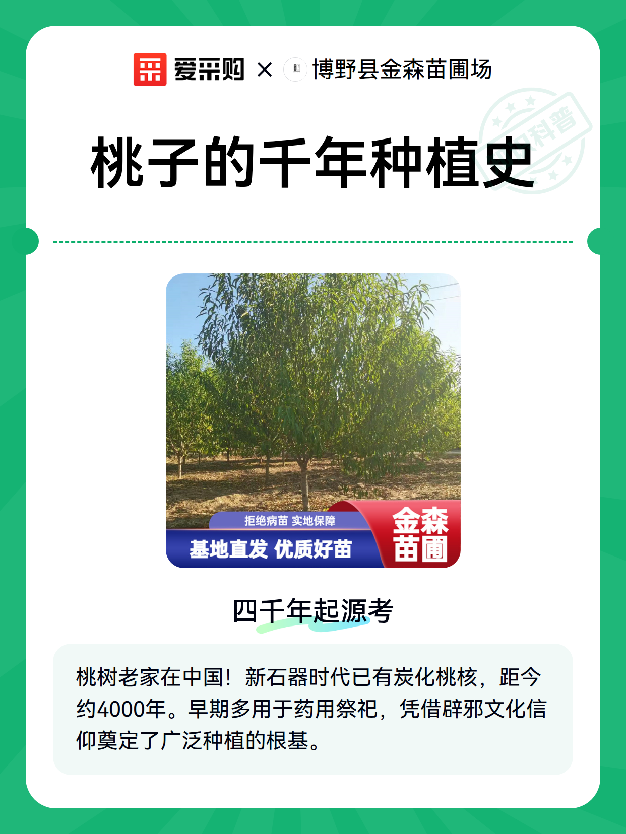 桃子的千年种植史（图2）