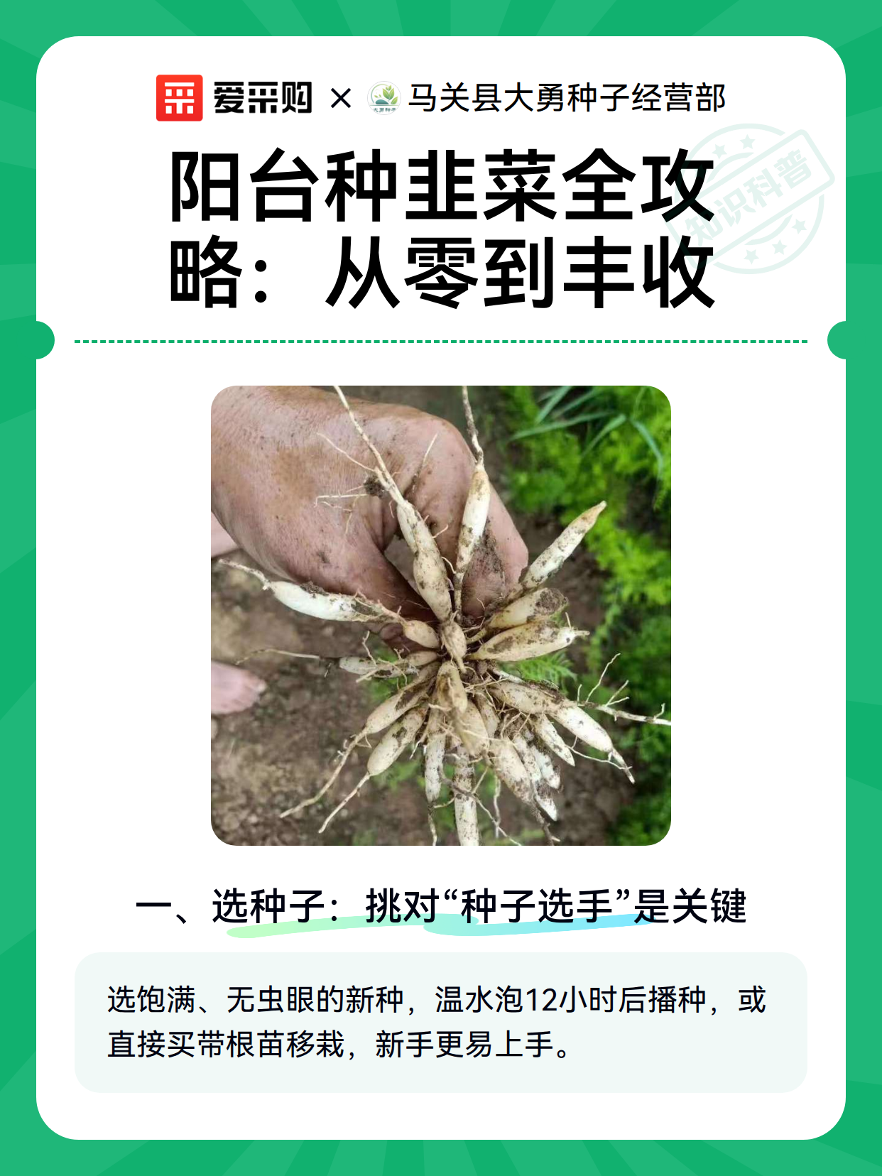阳台种韭菜全攻略：从零到丰收（图1）