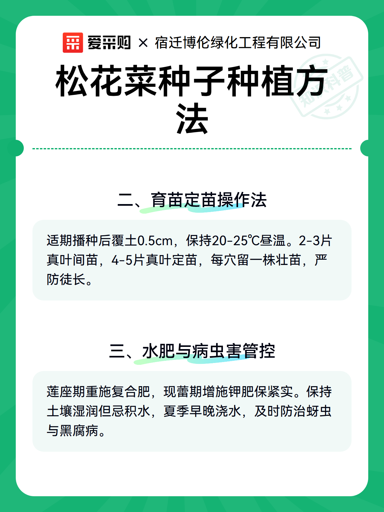 松花菜种子种植方法（图2）