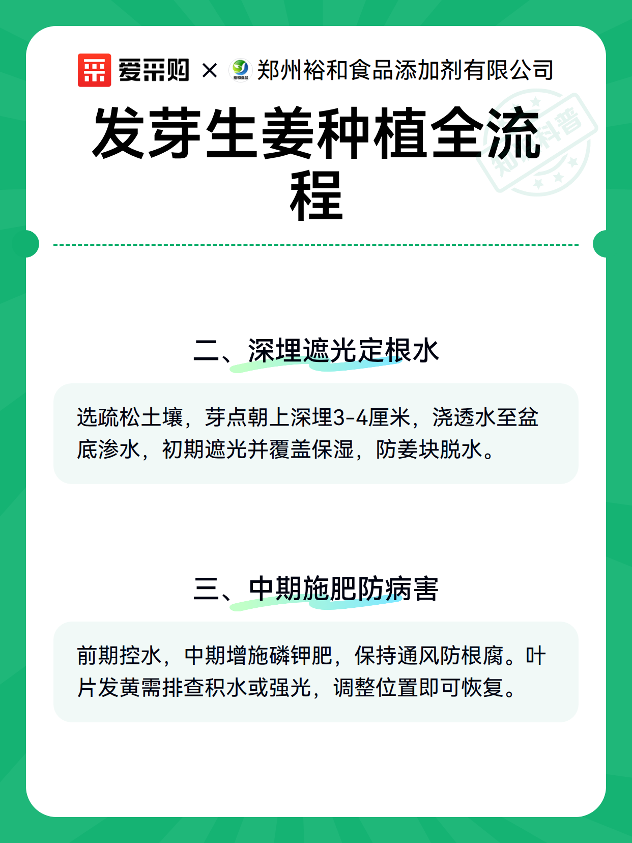 发芽生姜种植全流程（图3）