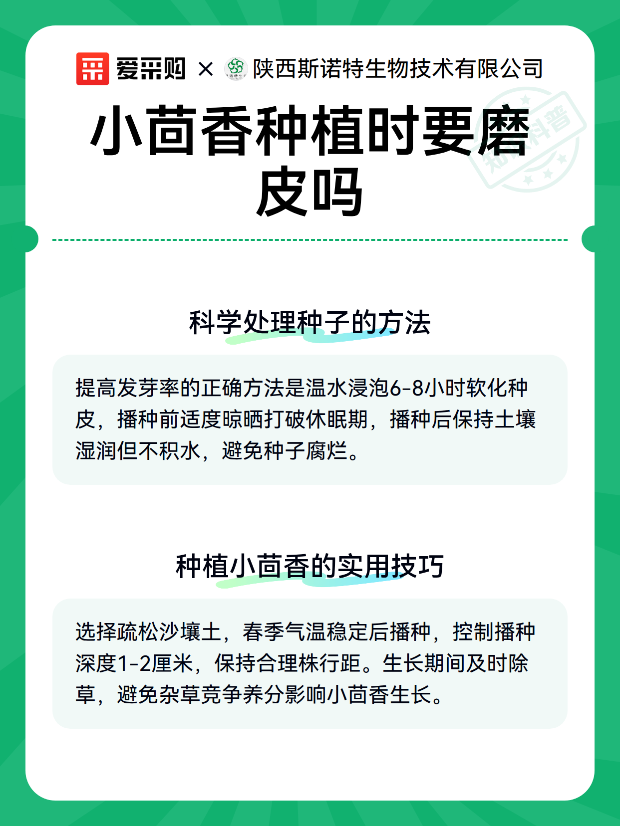 小茴香种植时要磨皮吗（图3）