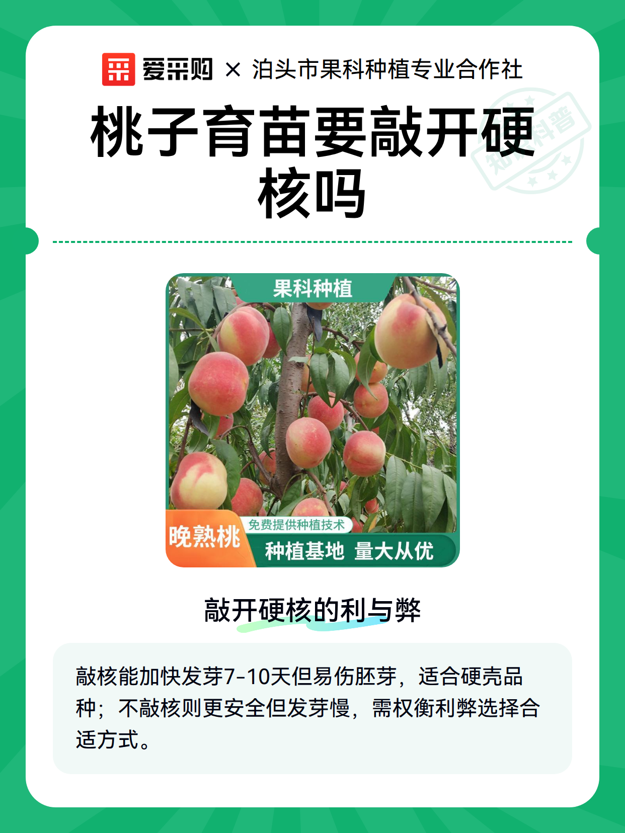 桃子育苗要敲开硬核吗（图2）