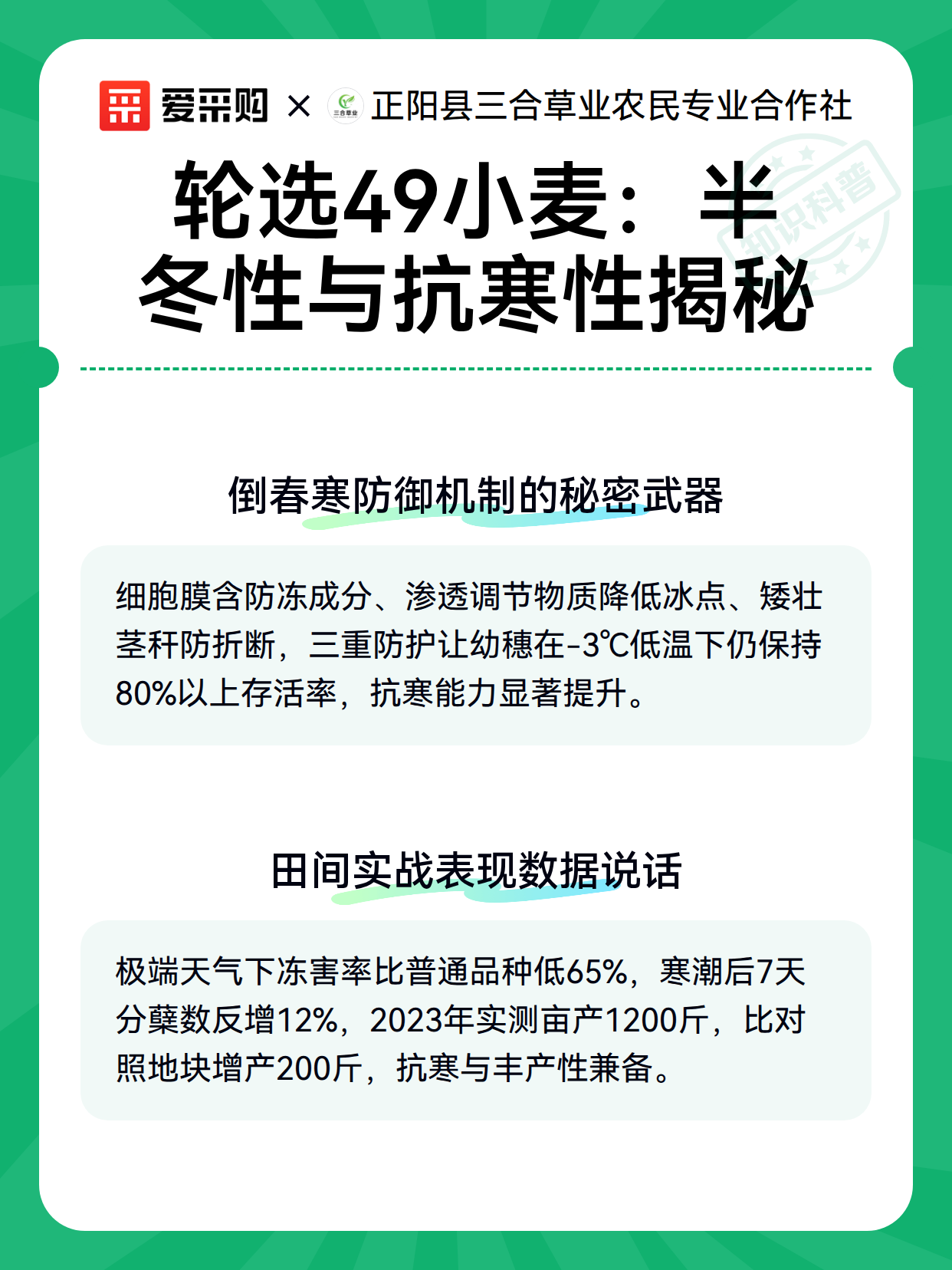 轮选49小麦：半冬性与抗寒性揭秘（图3）