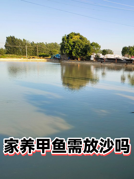 家养甲鱼需放沙吗（图1）