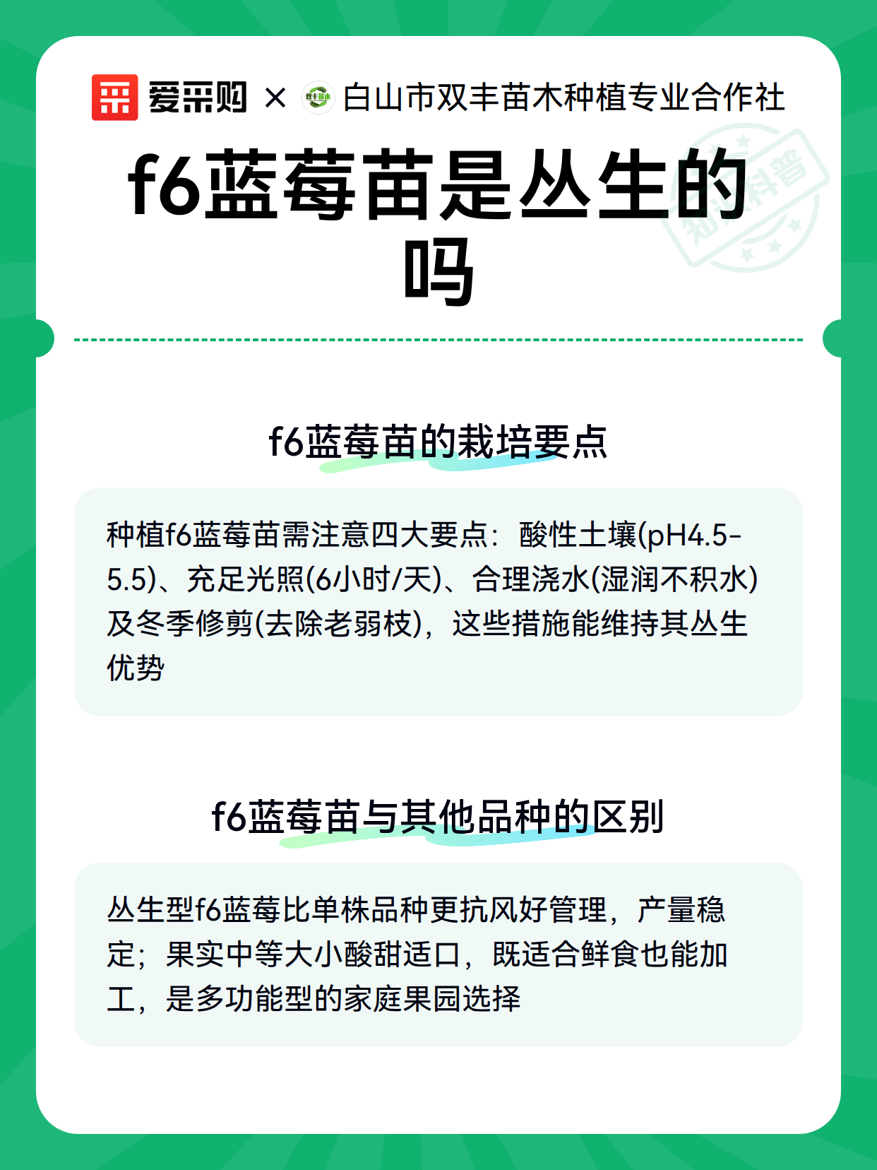 f6蓝莓苗是丛生的吗（图3）