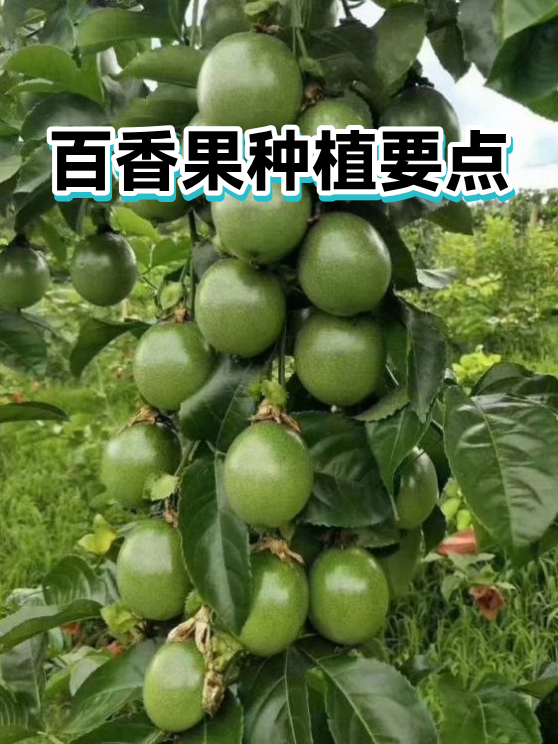 百香果种植要点（图1）