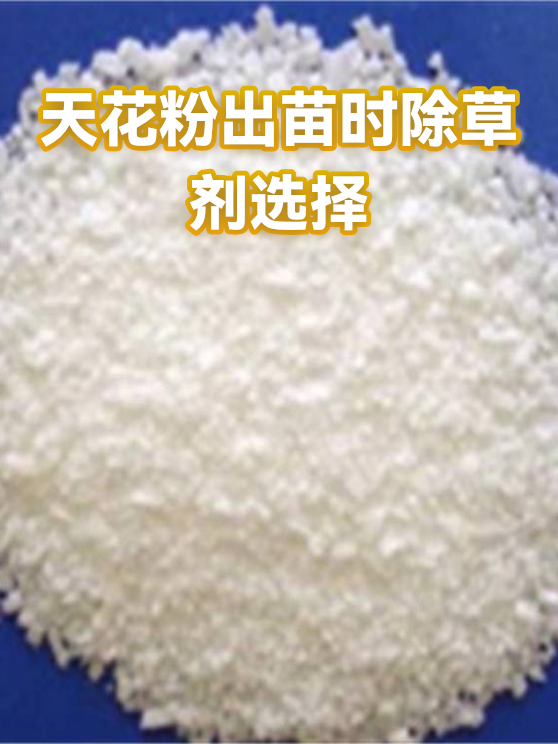 天花粉出苗时除草剂选择（图1）
