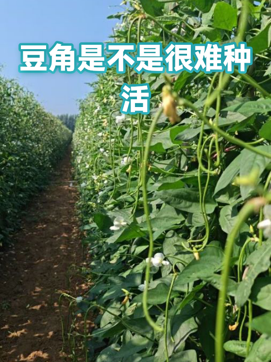 豆角是不是很难种活（图1）