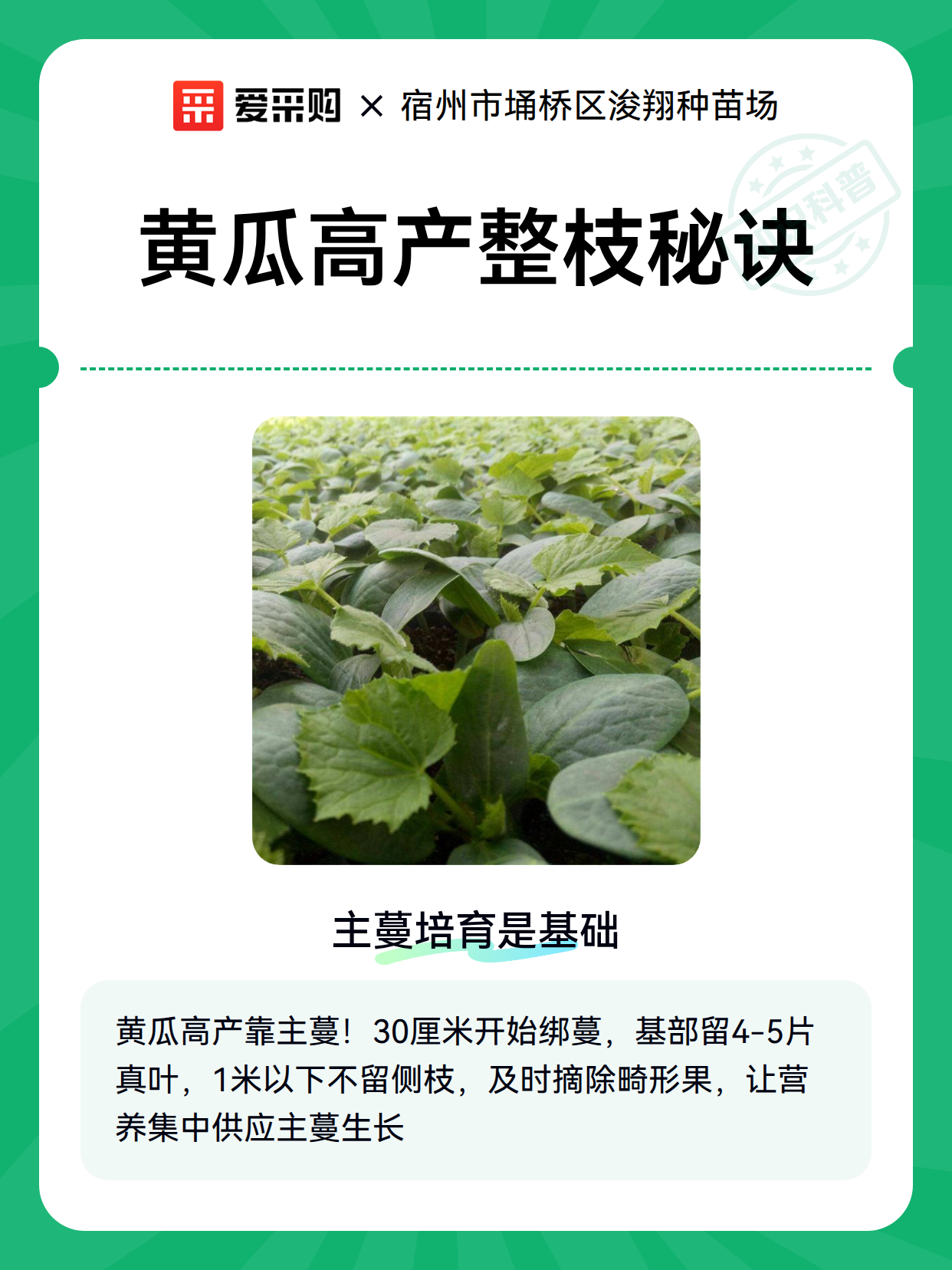 黄瓜高产整枝秘诀（图2）