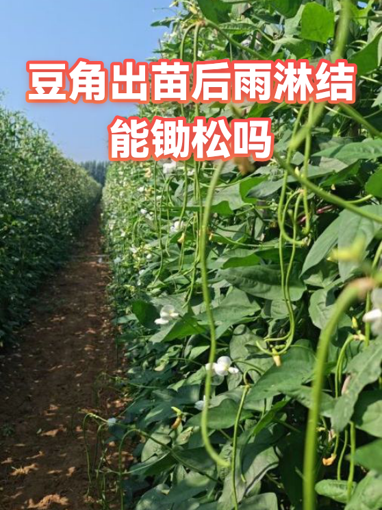 豆角出苗后雨淋结能锄松吗（图1）