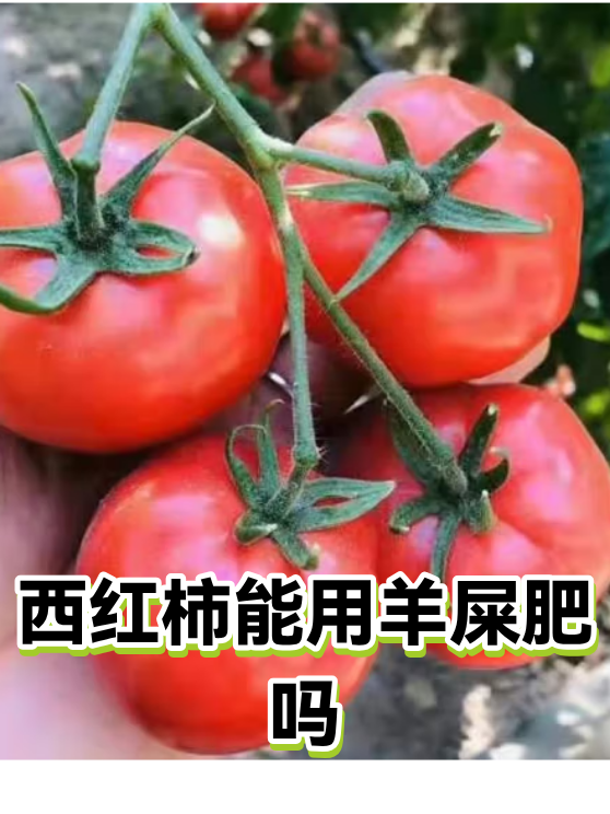 西红柿能用羊屎肥吗（图1）