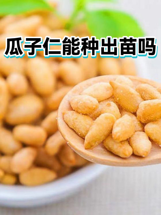 瓜子仁能种出苗吗（图1）