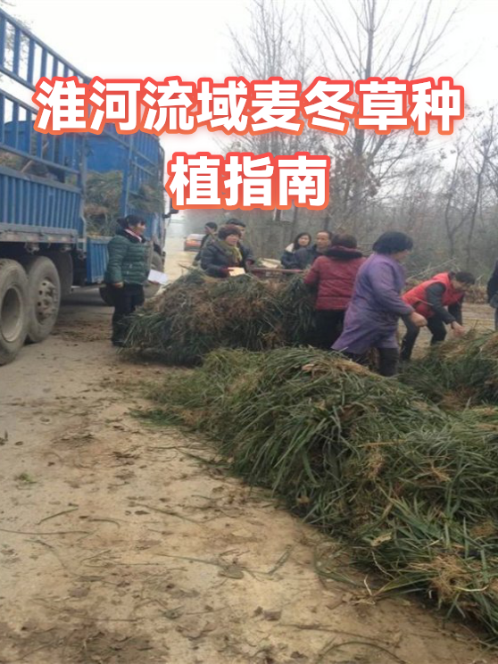 淮河流域麦冬草种植指南（图1）