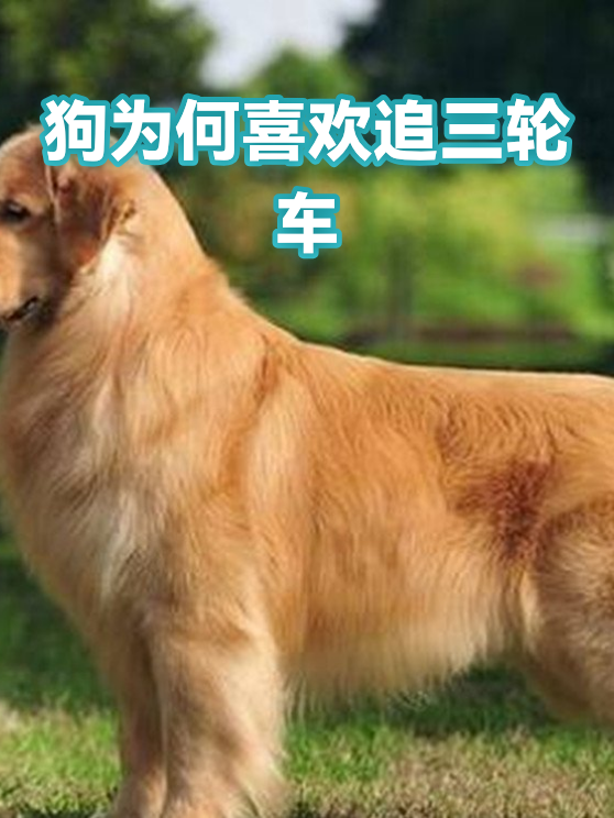 狗为何喜欢追三轮车（图1）