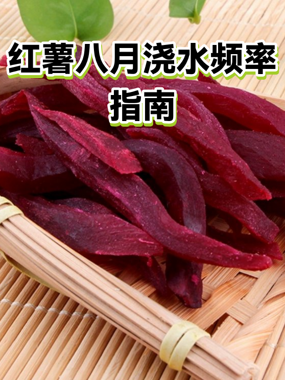 红薯八月浇水频率指南（图1）