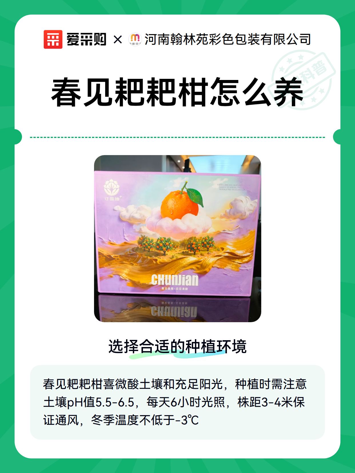春见耙耙柑怎么养（图2）