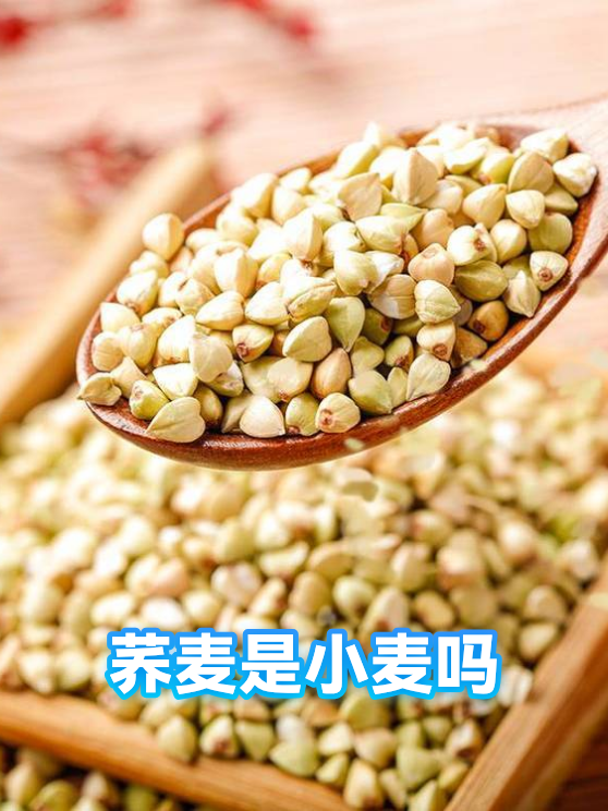 荞麦是小麦吗（图1）