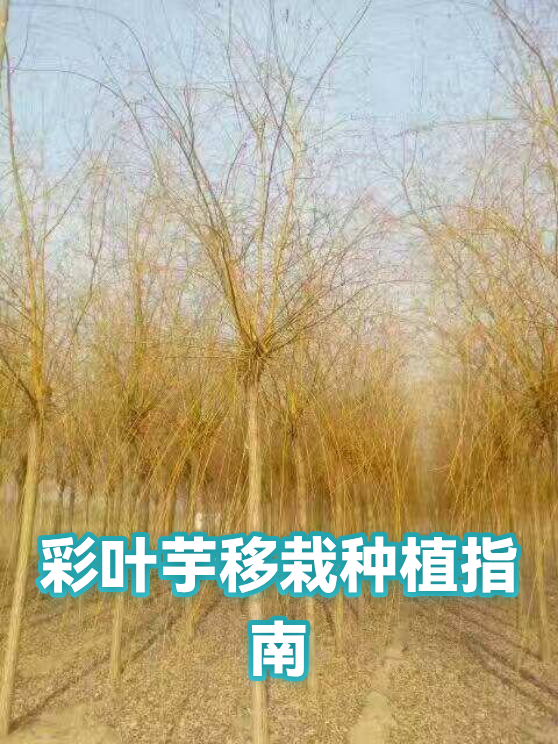 彩叶芋移栽种植指南（图1）