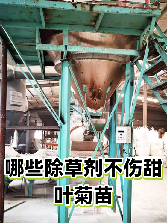 哪些除草剂不伤甜叶菊苗（图1）