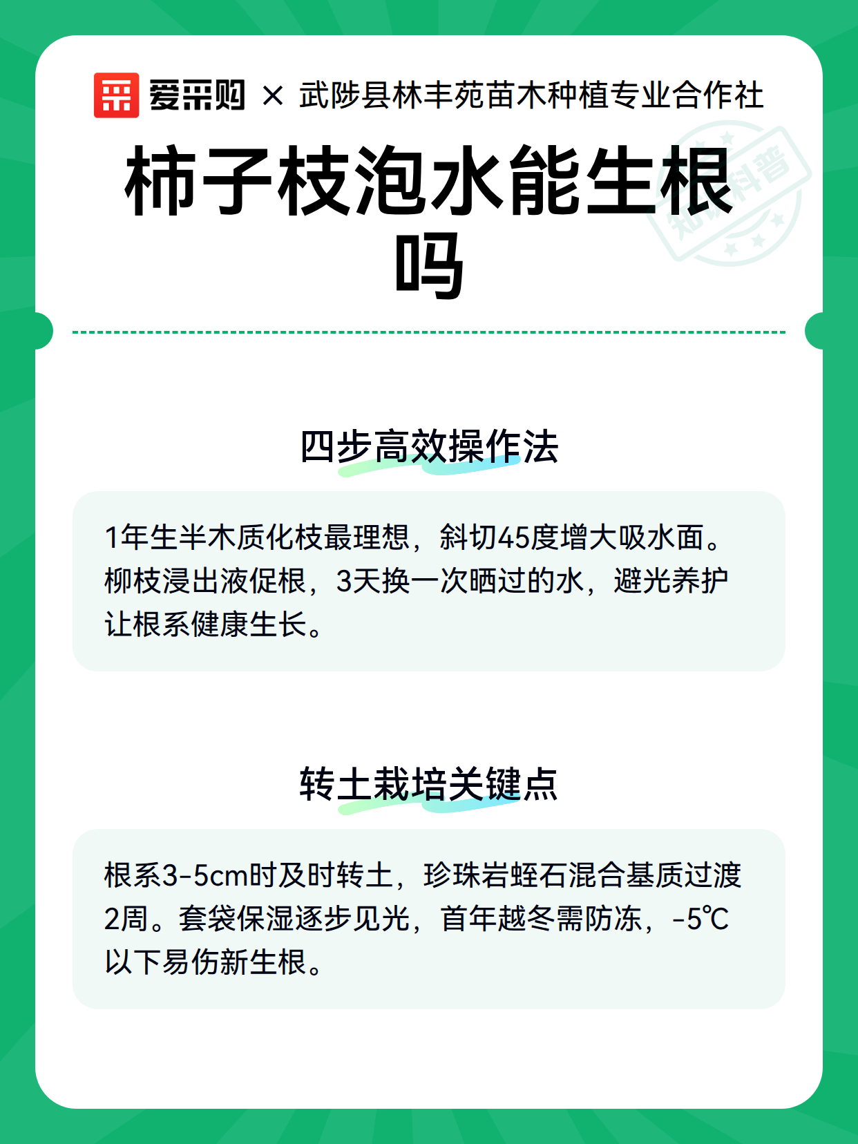 柿子枝泡水能生根吗（图3）