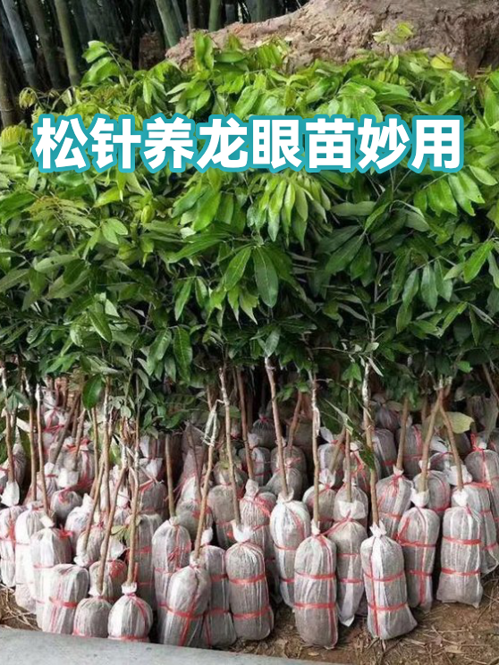 松针养龙眼苗妙用（图1）