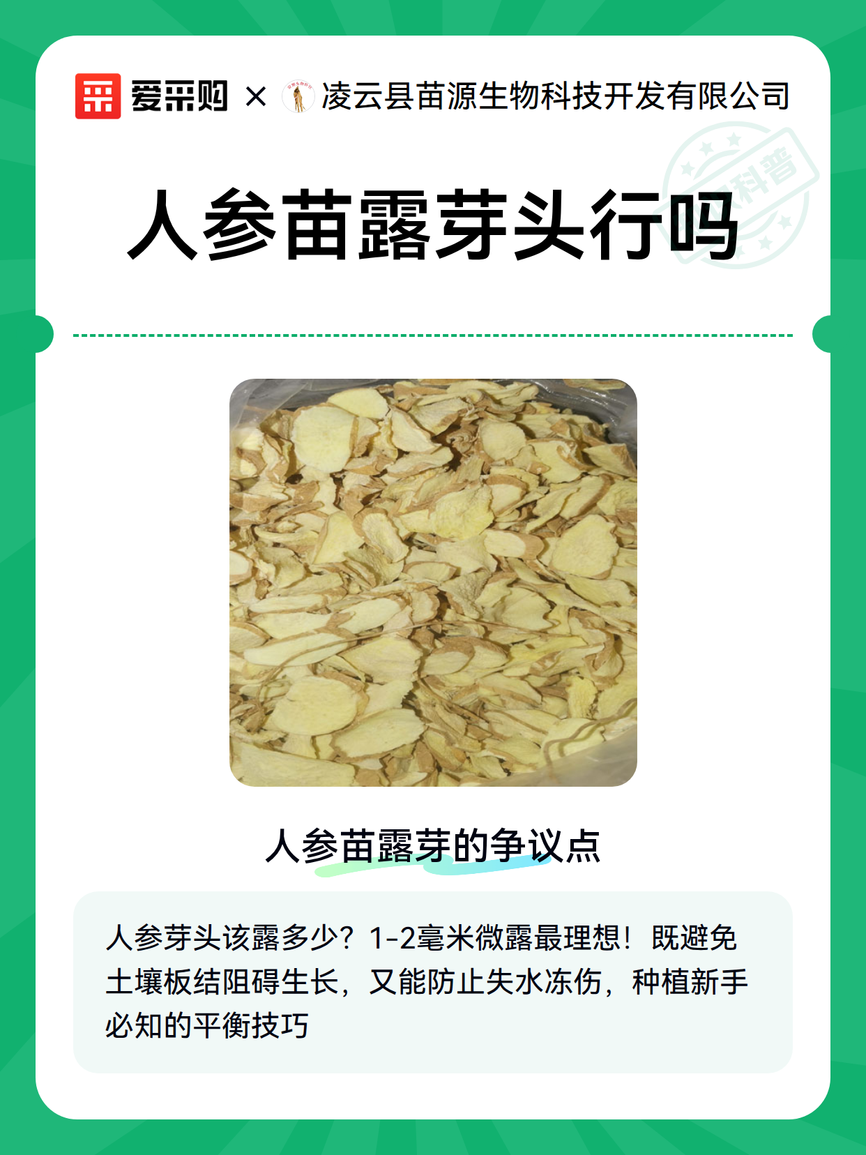 人参苗露芽头行吗（图2）