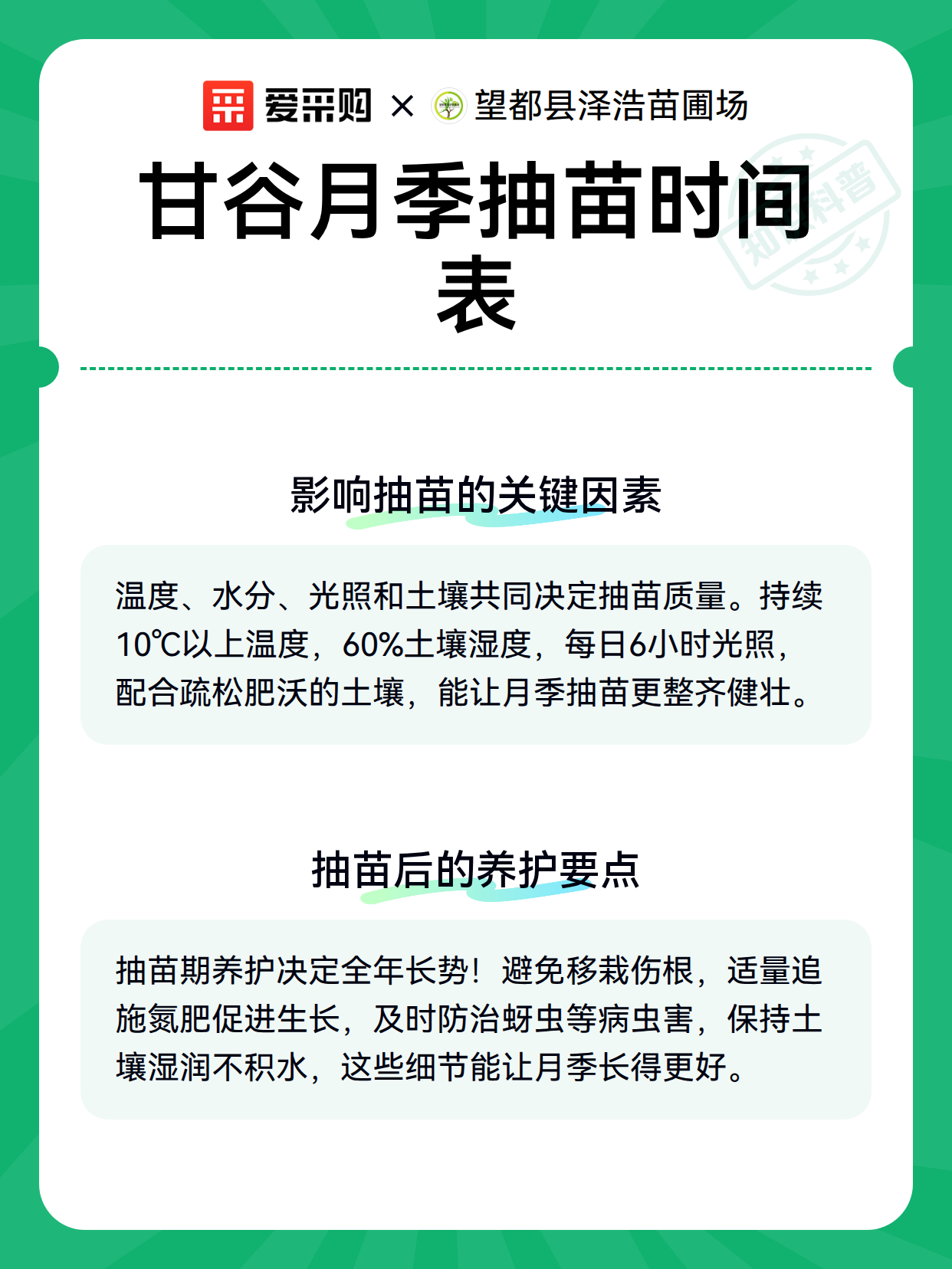 甘谷月季抽苗时间表（图3）