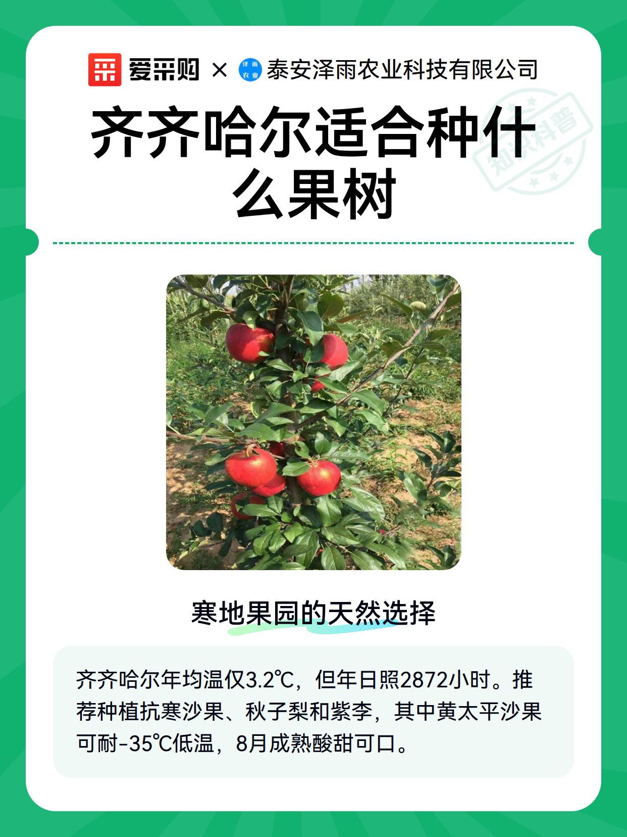 齐齐哈尔适合种什么果树（图2）