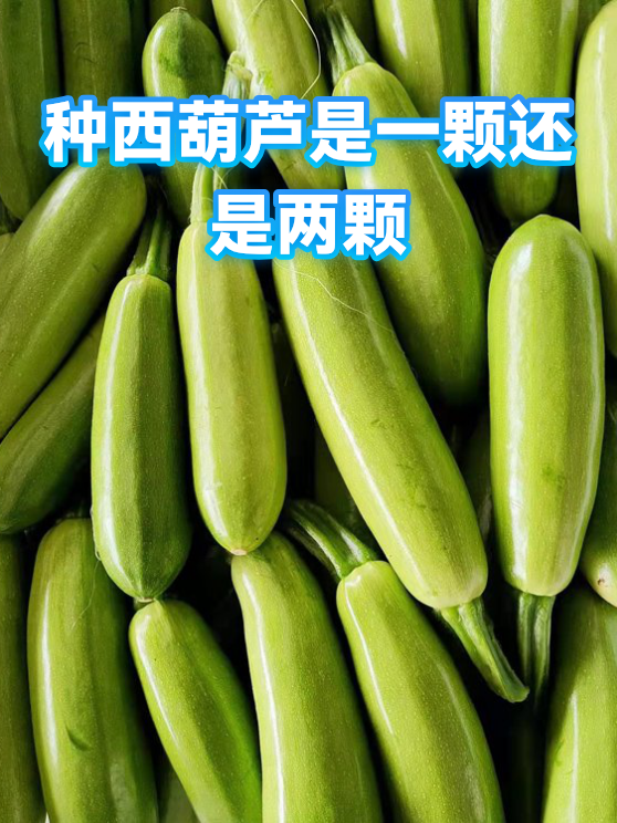 种西葫芦是一颗还是两颗（图1）