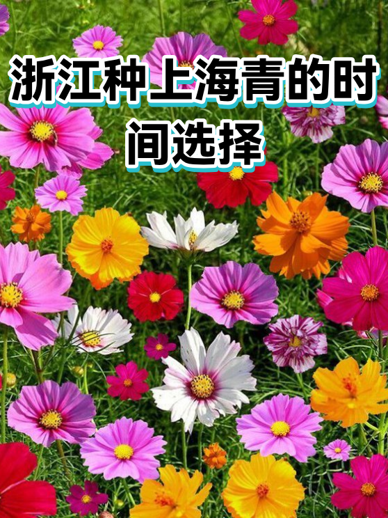 浙江种上海青的时间选择（图1）
