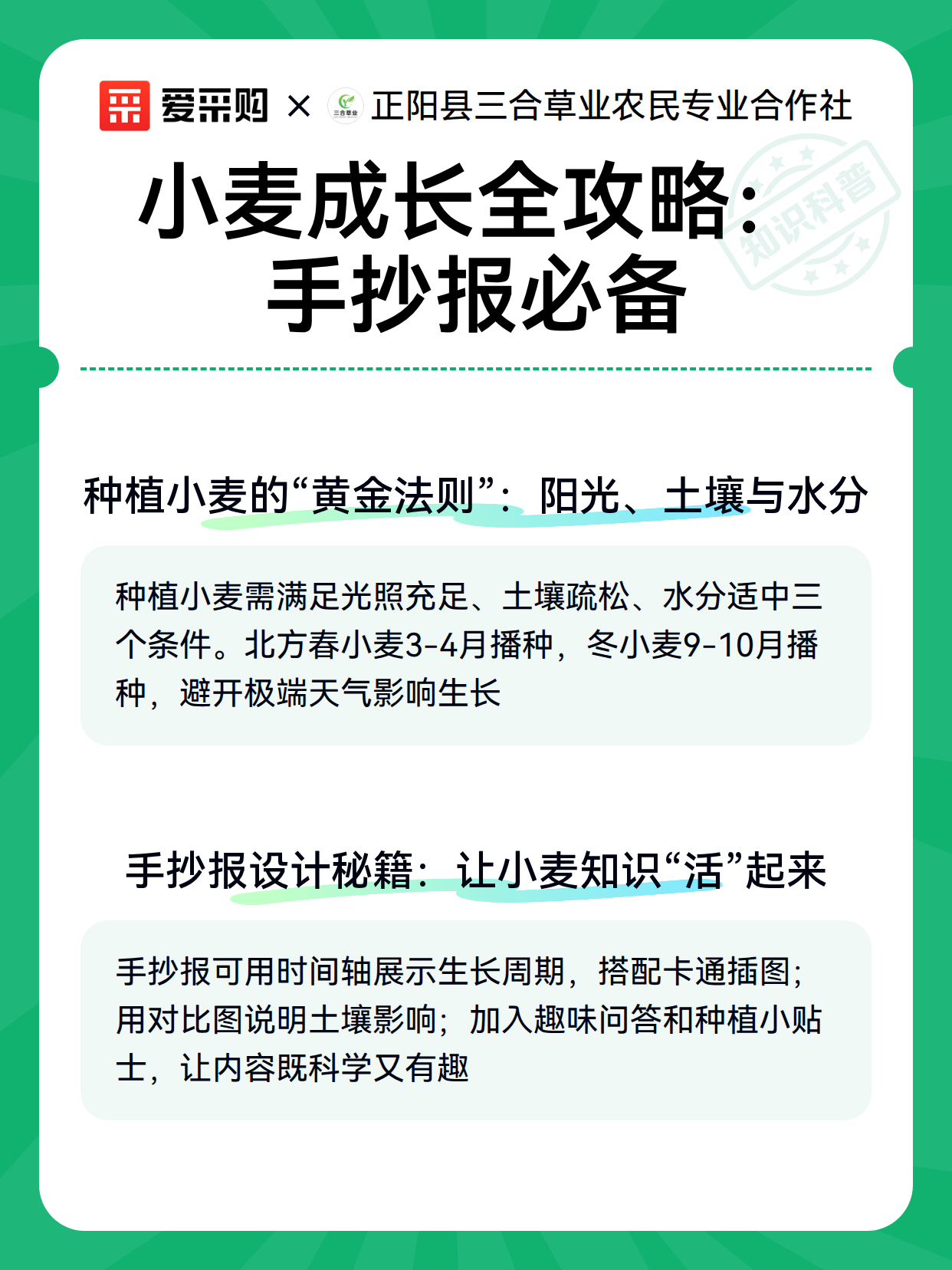 小麦成长全攻略：手抄报必备（图3）