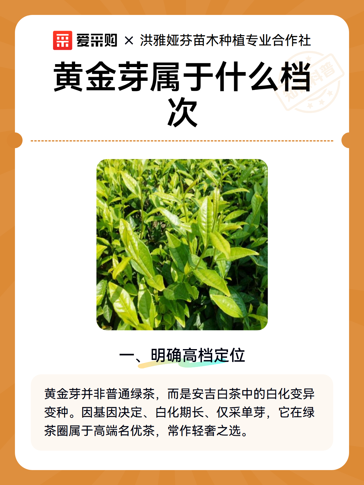 黄金芽属于什么档次（图1）