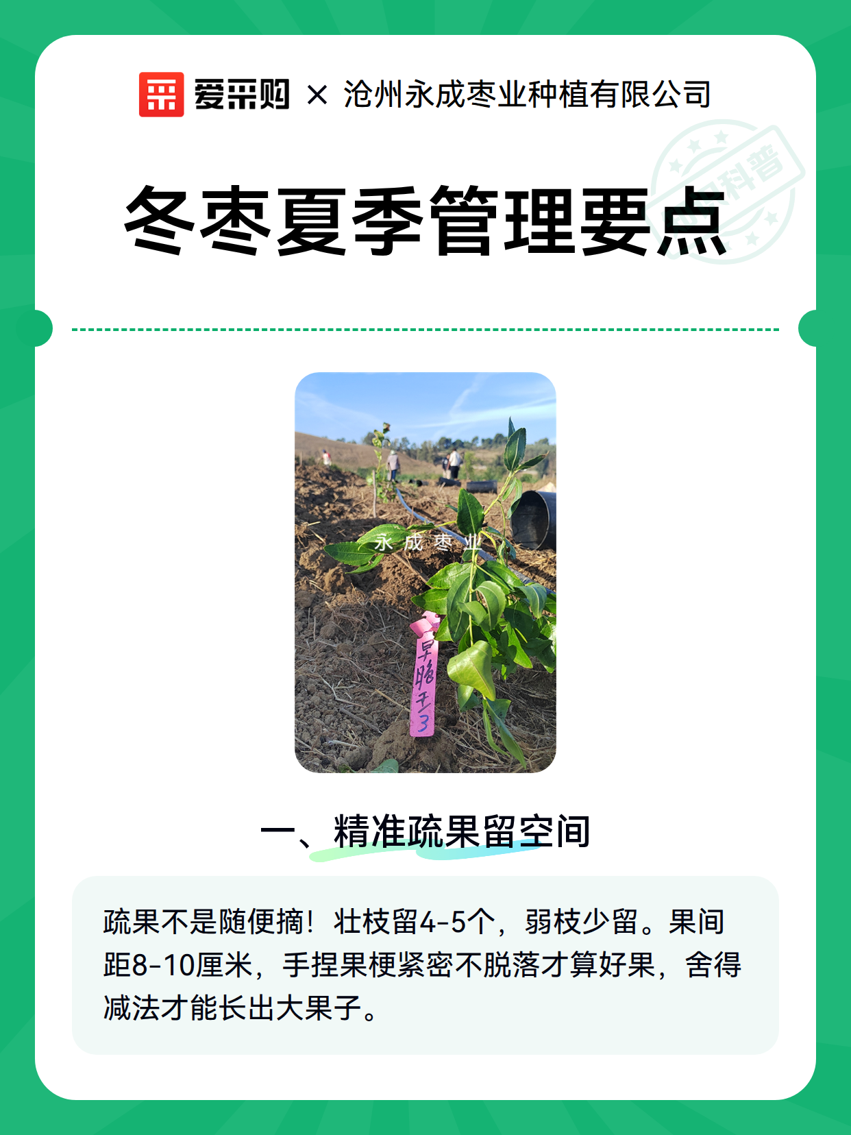 冬枣夏季管理要点（图2）