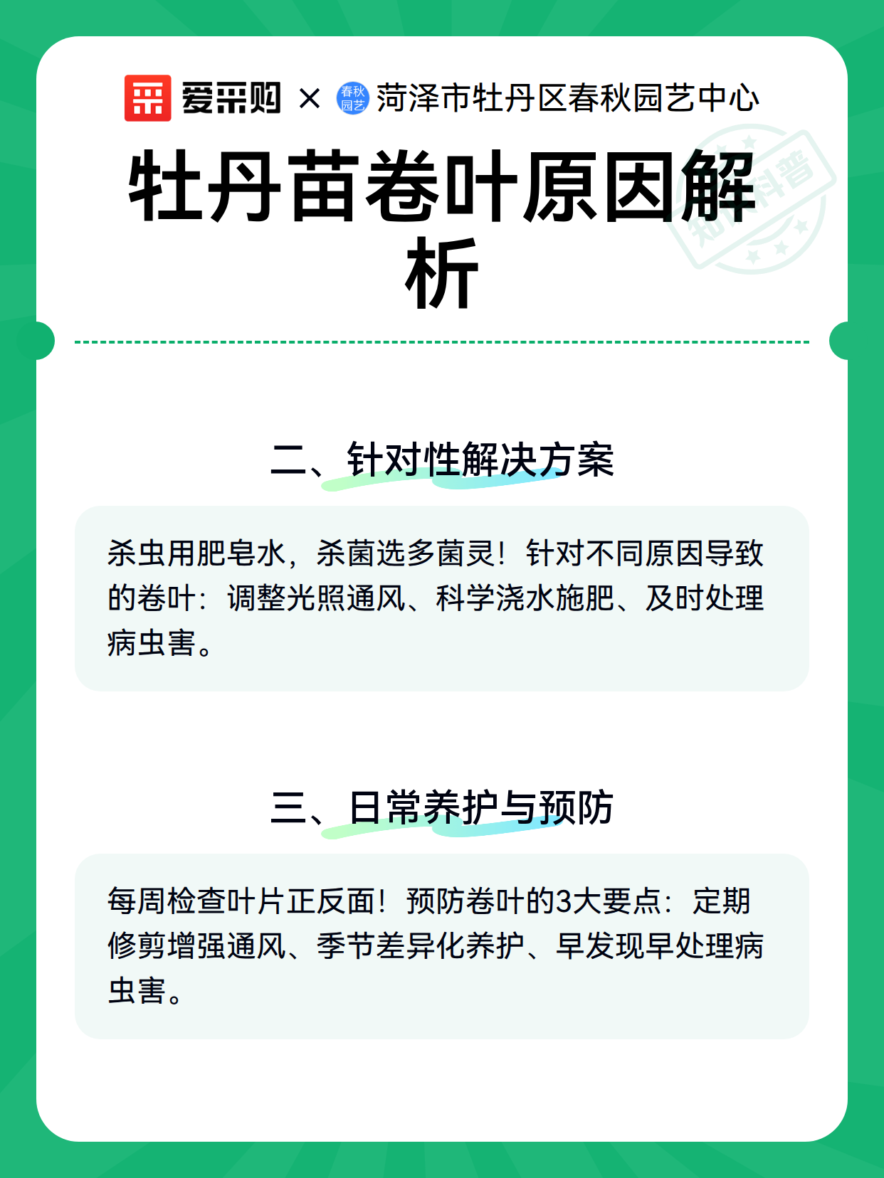 牡丹苗卷叶原因解析（图3）