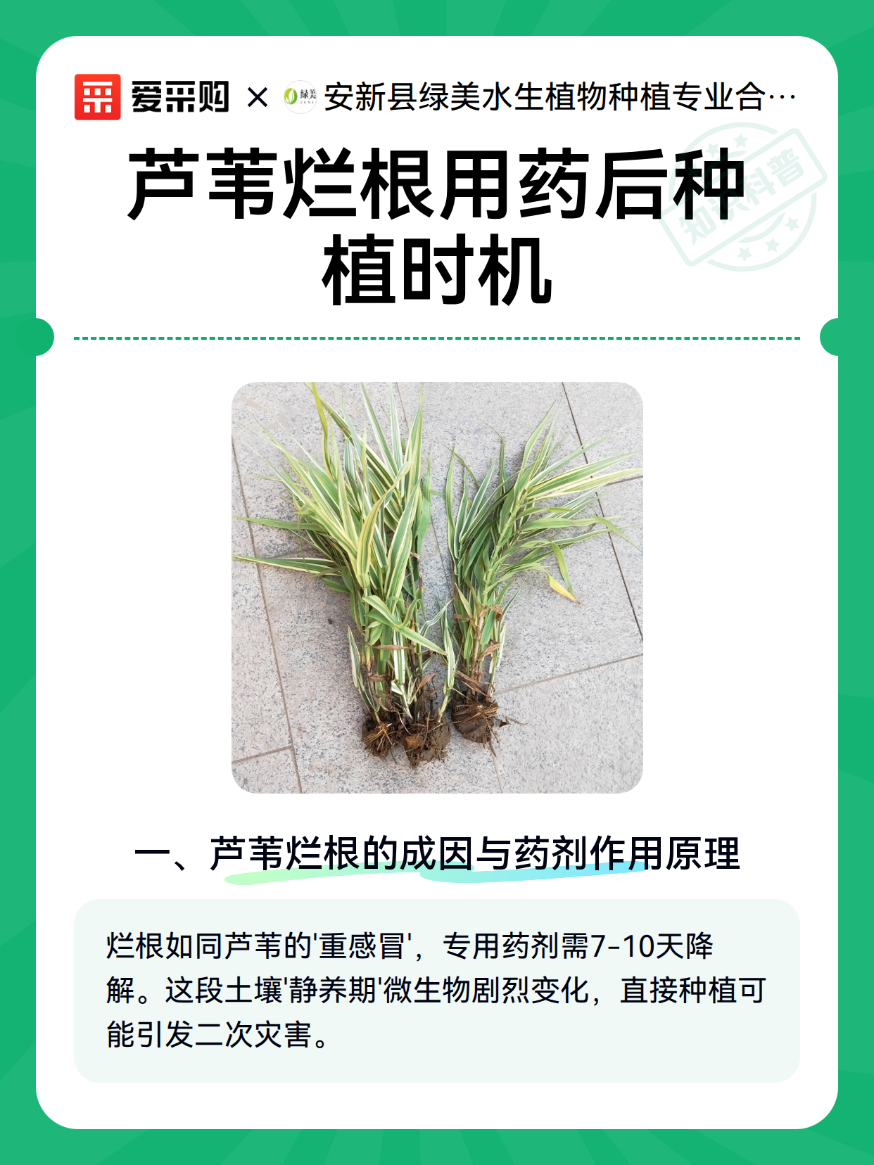 芦苇烂根用药后种植时机（图2）